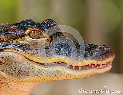 Baby Alligator Stock Photo