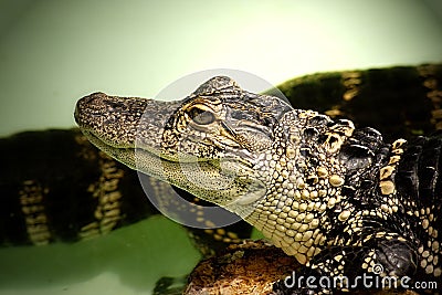 Baby Alligator Stock Photo