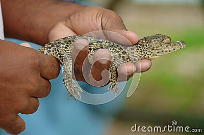 Baby alligator Stock Photo