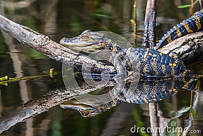 Baby Alligator Stock Photo