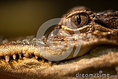 Baby Alligator Eye Stock Photo