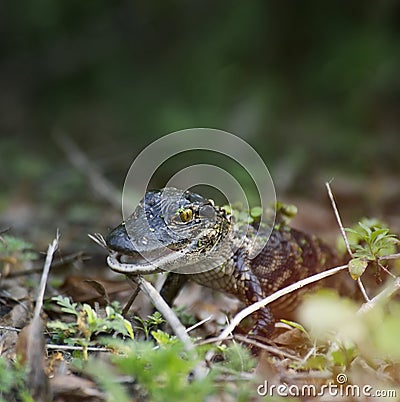 Baby Alligator Stock Photo