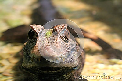 Baby Alligator Stock Photo