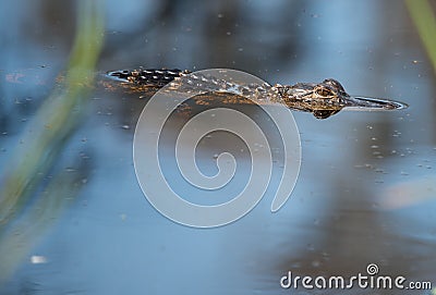 Baby alligator Stock Photo