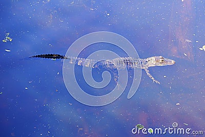 A baby Alligator is swimming Stock Photo