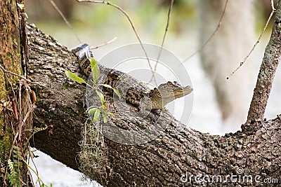 Baby alligator on tree Stock Photo