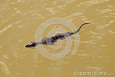 Baby American Alligator, Everglades National Park. Stock Photo