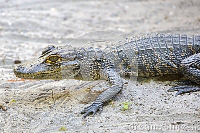 Baby Alligator On The Sand Stock Photo