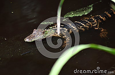 Baby American Alligator swimming at Donnelley WMA, South Carolina, USA Stock Photo