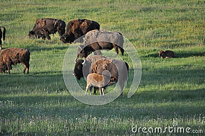 Baby american bison buffalo nursing Stock Photo