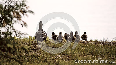 Baby animals cute Ducklings with mother duck Stock Photo