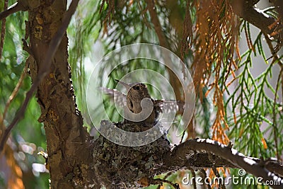 Baby anna`s hummingbird resting in its nest Stock Photo