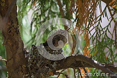 Baby anna`s hummingbird resting in its nest Stock Photo