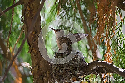 Baby anna`s hummingbird resting in its nest Stock Photo