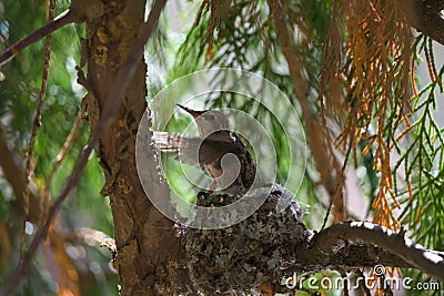 Baby anna`s hummingbird resting in its nest Stock Photo