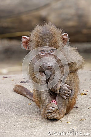 Baby baboon Stock Photo