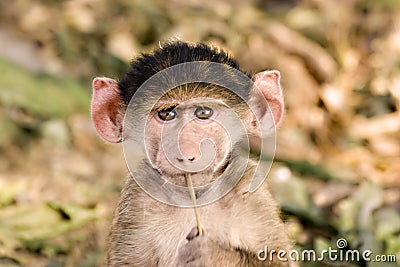 Baby Baboon Stock Photo