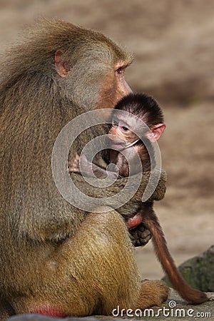 Baby baboon Stock Photo