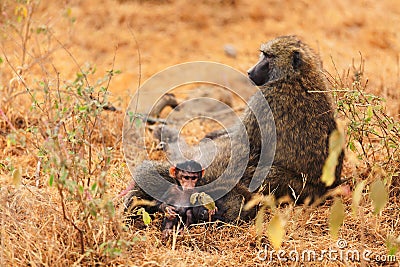 Baby baboon Stock Photo