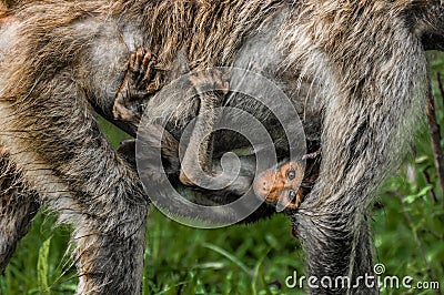 Baby Baboon Riding Below Mother Stock Photo