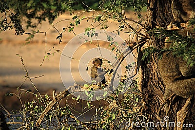 Baby baboon sat in a tree Stock Photo