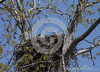 Baby bald eaglet in nest Stock Photo