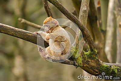 A baby barbary macaque monkey Stock Photo