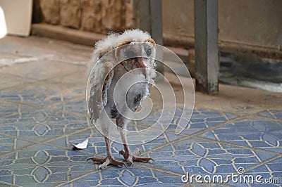 BABY BARN OWL Stock Photo