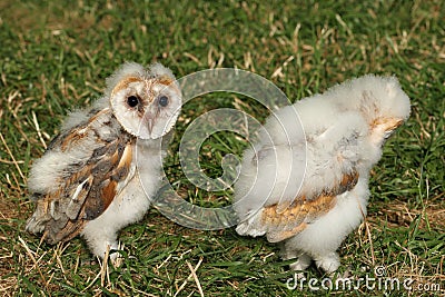 Baby Barn Owls Stock Photo