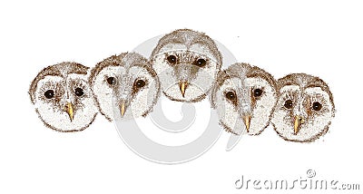 Baby barn owls are seen lined up Cartoon Illustration