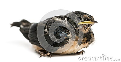 Baby Barn Swallow landed on the ground, Hirundo rustica Stock Photo