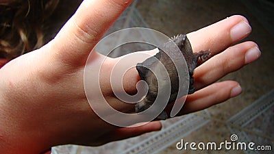 Baby bat on the hand of a little girl. kid wants to be an exotic vet. wildlife Stock Photo