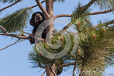 Baby Bear in a Pine Tree Stock Photo