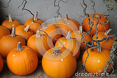 Baby Bear Pumpkins Stock Photo