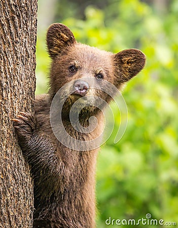 Baby bear stares at camera Stock Photo