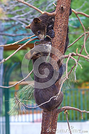 Baby bears Stock Photo