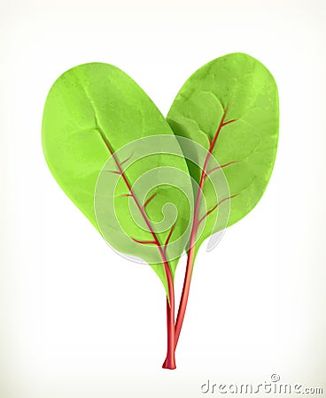 Baby beetroot leaves Vector Illustration