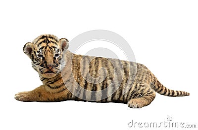 Baby bengal tiger isolated Stock Photo