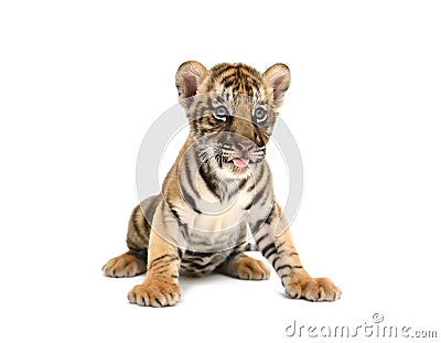 Baby bengal tiger Stock Photo