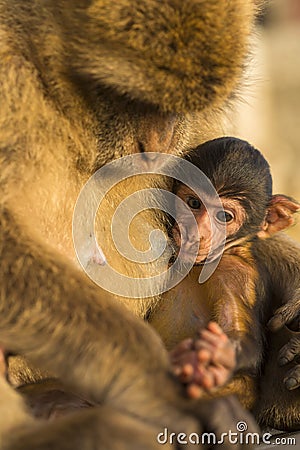 A baby berber monkey with its mother Stock Photo