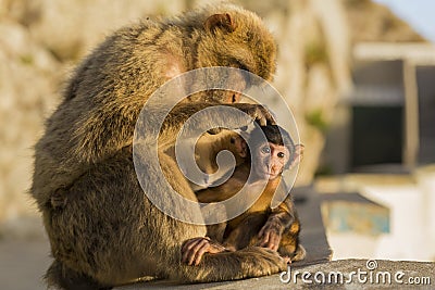A baby berber monkey with its mother in Gibraltar Stock Photo