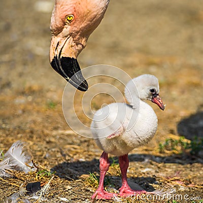 Baby bird of the American flamingo Stock Photo