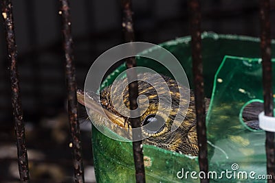 Baby bird in cage Stock Photo