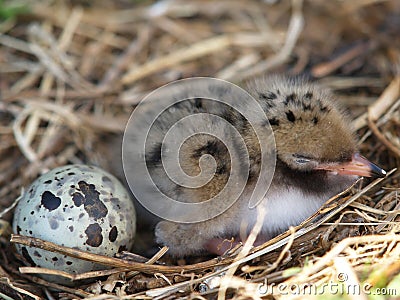 Baby bird and egg Stock Photo