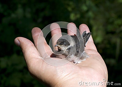 Baby bird in the hand Stock Photo