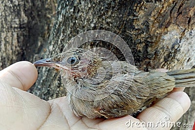 A baby bird in the hands of a man. Stock Photo