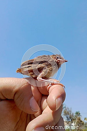 A baby bird in the hands of a man. Stock Photo