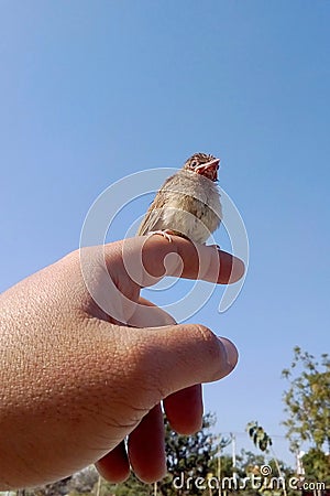 A baby bird in the hands of a man. Stock Photo