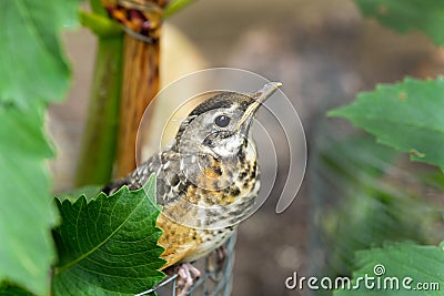 Baby bird hiding in garden. Stock Photo