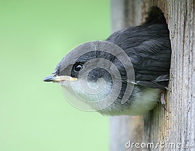 Baby Bird - Tree Swallow Stock Photo